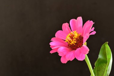 Zinnia çiçekleri koyu arkaplanda kapanıyor 