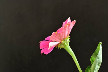 Zinnia çiçekleri koyu arkaplanda kapanıyor 