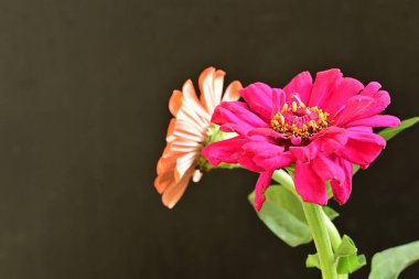 Zinnia çiçekleri koyu arkaplanda kapanıyor 