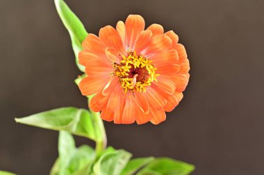 Zinnia çiçekleri koyu arkaplanda kapanıyor 