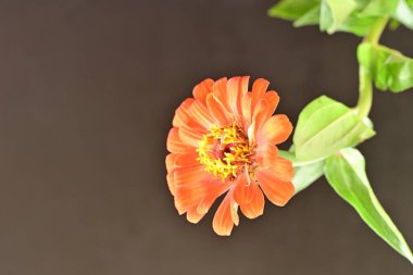 Zinnia çiçekleri koyu arkaplanda kapanıyor 