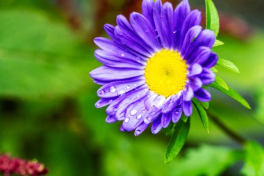 Güzel çiçeğin yakın plan görüntüsü, doğa konsepti.