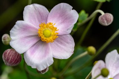 Güzel çiçeğin yakın plan görüntüsü, doğa konsepti.