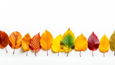 Sonbahar afişi, sonbahar renklerinde, beyaz arka planda renkli yapraklarla. Yapay zeka