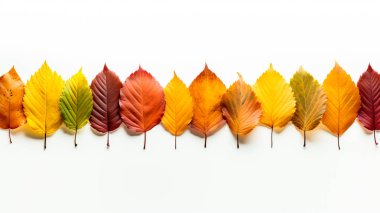 Sonbahar afişi, sonbahar renklerinde, beyaz arka planda renkli yapraklarla. Yapay zeka