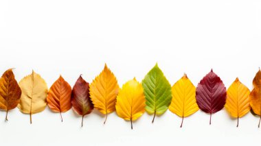 Sonbahar afişi, sonbahar renklerinde, beyaz arka planda renkli yapraklarla. Yapay zeka