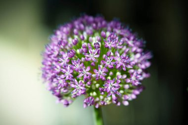 Güçlü bir Allium çiçeğinin bulanık görüntüsüyle soyut makro çekim. Boşluğu kopyala