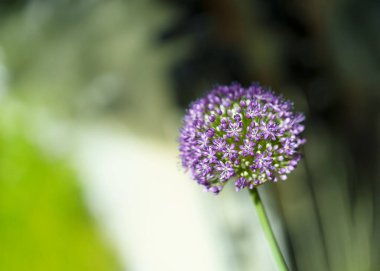 Güçlü bir Allium çiçeğinin bulanık görüntüsüyle soyut makro çekim. Boşluğu kopyala