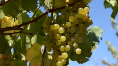 BEYAZ GİZLERİNİN BUNLARI İTALYA 'DA, BİR YAZ GÜNÜMÜZ YAZINDA.