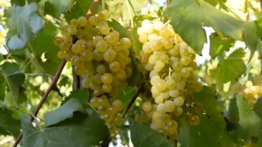 BEYAZ GİZLERİNİN BUNLARI İTALYA 'DA, BİR YAZ GÜNÜMÜZ YAZINDA.