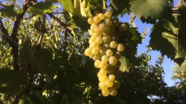 BEYAZ GİZLERİNİN BUNLARI İTALYA 'DA, BİR YAZ GÜNÜMÜZ YAZINDA.