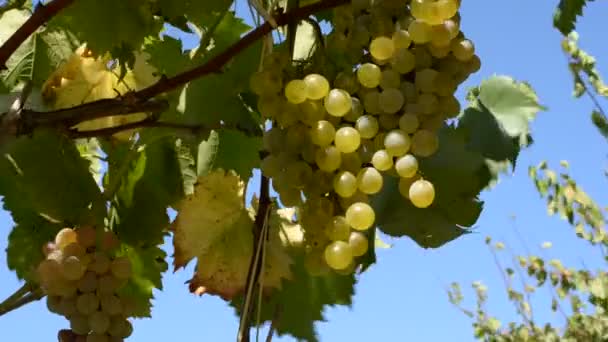 Bunches Grapas Blancos Movados Por Viento Día Verano Italia Central — Vídeo de stock