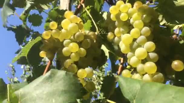 Bunches White Grapes Moved Wind Summer Day Central Italy — Stok Video