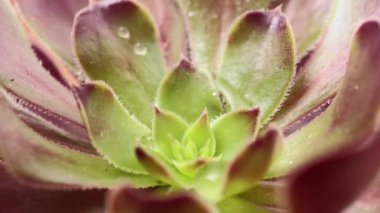 Sempervivum Sektorum 'a su damlaları, yaygın konak, sulu yemyeşil bitki 