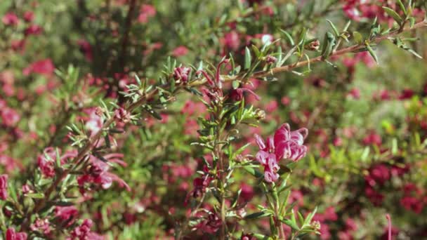 Plante Fleurs Romarin Grevillea Grevillea Rosmarinifolia Arbuste Aux Fleurs Rouges — Video