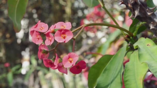 Pequenas Flores Vermelhas Euphorbia Thornless Coroa Espinhos Planta Suculenta — Vídeo de Stock