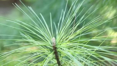 Beyaz çam iğnesi, polen konisi, kozalak ağacı, pinus strobus. 