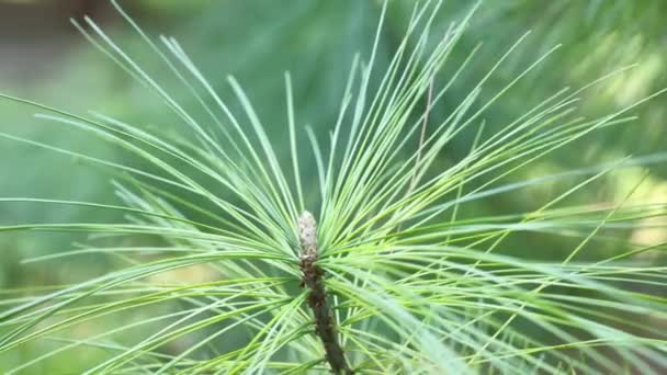 Detail Der Tannennadel Mit Pollenzapfen Nadelbaum Pinus Strobus — Stockvideo