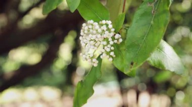 Viburnum bitkisinin beyaz çiçekleri, yemyeşil çiçekleri.