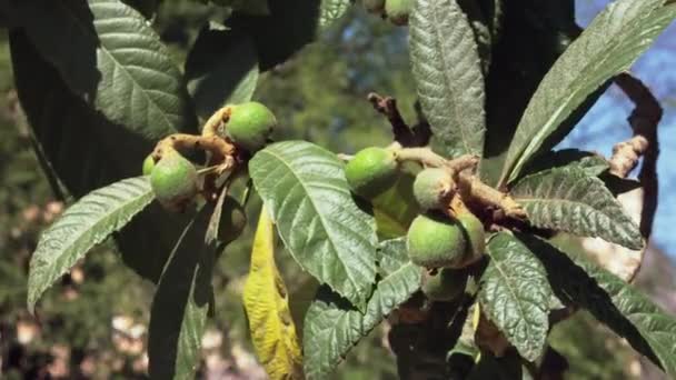 Незрелые Овальные Плоды Локва Вечнозеленые Декоративные Растения — стоковое видео
