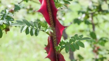 Rosa sericea pteracantha, ipeksi gül, Çin 'e özgü kırmızı yarı şeffaf kanatlı dikenler. , 