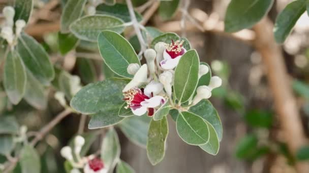 Blühende Pflanze Von Feijoa Sellowiana Ananas Guave Myrtengewächs Zierbaum — Stockvideo