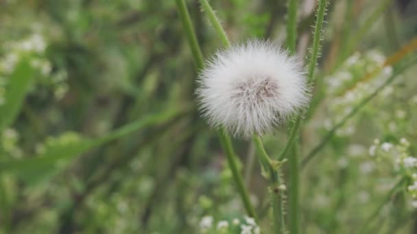 Sonchus Çiçek Açan Bitkisine Devedikeni Beyaz Tohum Başı Ekilmemiş Bitki — Stok video