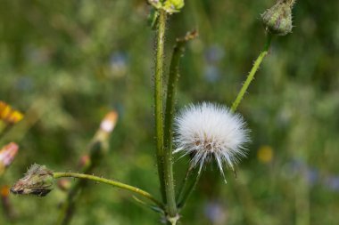 Sonchus 'un çiçek açan bitkisine devedikeni, beyaz tohum başı, ekilmemiş bitki de denir. ,