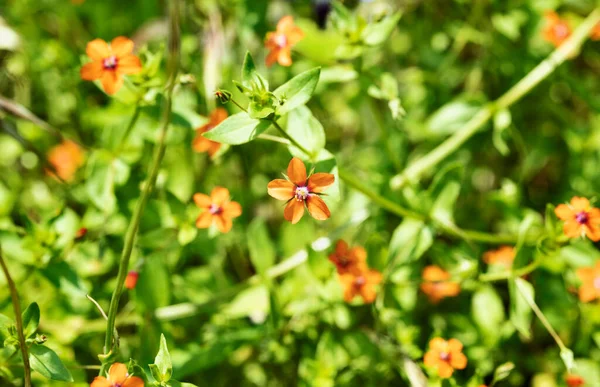 Anagallis Kırmızı Çiçekleri Kızıl Farekulağı Işlenmemiş Kır Çiçekleri — Stok fotoğraf