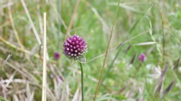 Zierpflanze Von Allium Ampeloprasum Allgemein Bekannt Als Wilder Lauch Schöne — Stockvideo