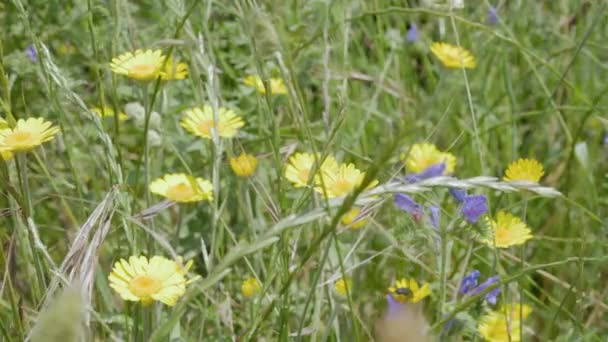 Yellow Flowers Leopards Bane Meadow Uncultivated Flowers — Stock Video