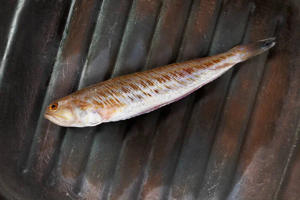 調理されていないより大きな重い魚 トラキヌスドラコ 繊細な肉と地中海魚 — ストック写真