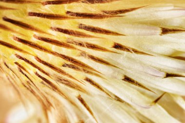 Güzel sarı kaktüs çiçeği, makro fotoğraf.