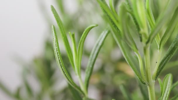 Biberiye Bitkisi Detayı Salvia Rosmarinus Yeşil Yapraklı Aromatik Yeşil Çalı — Stok video