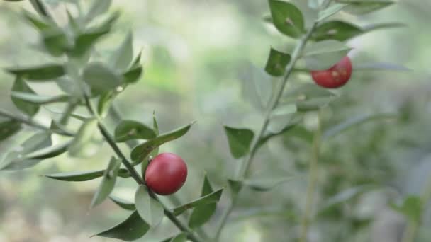 Kırmızı Kızılcık Tarlası Kasabın Süpürgesi Yemyeşil Süs Bitkisi — Stok video