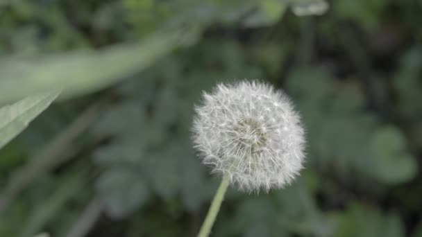 Single Flower Dandelion Composed Small Florets Taraxacum Flowering Plant — Stock Video
