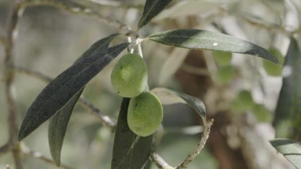 Ripe Green Olives Branch Agricultural Coltivation — Stock Video