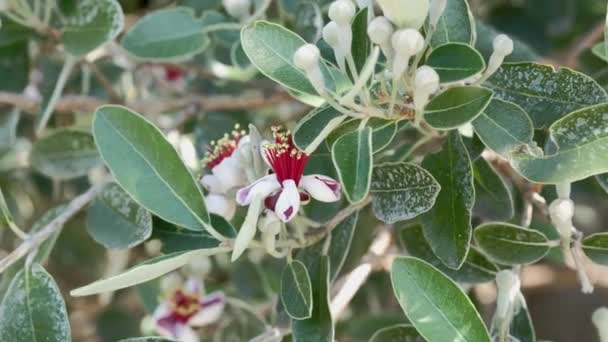 Blühende Pflanze Von Feijoa Sellowiana Ananas Guave Myrtengewächs Zierbaum — Stockvideo