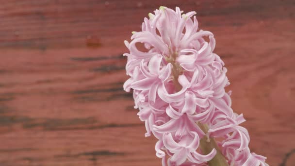 Rain Drops Flowering Plant Pink Common Hyacinth Springtime Bulbous Flower — Stock Video