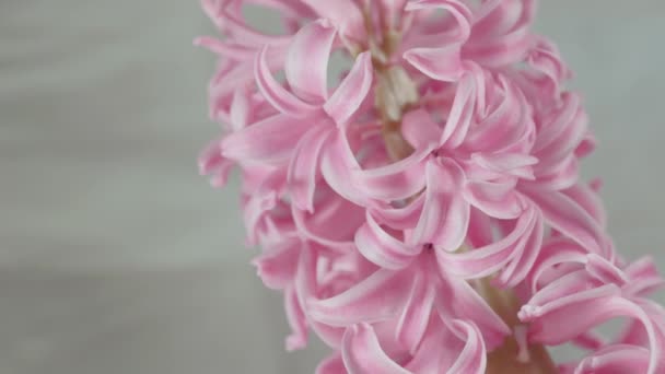 Planta Con Flores Color Rosa Primaverajacinto Flor Bulbosa — Vídeo de stock