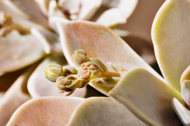 Detail of succulent plant graptopetalum common named ghost plant or mother-of-pearl with small flowers , clipart