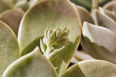 Detail of succulent plant graptopetalum common named ghost plant or mother-of-pearl with small flowers , clipart