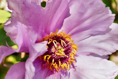 Pembe şakayık çiçeğini kapat.