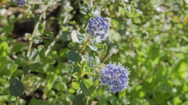 香蕉树灌木 俗称荞属花或加利福尼亚百合花 开明亮的蓝色花 春天开 — 图库视频影像