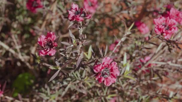 Planta Con Flores Árbol Espinoso Leptospermum Juniperinum Árbol Nueva Zelanda — Vídeos de Stock