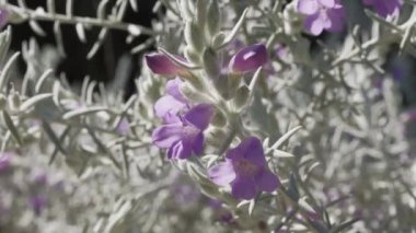 Eremophila nivea genellikle ipeksi eremophila olarak bilinir, mor çiçekli çiçek açan çalı bitkisi 