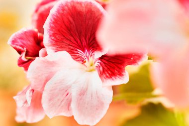 Bahçedeki sardunya ve turna çiçeklerinin güzel kırmızı çiçekleri bahar veya yaz aylarında açan süs bitkileri.