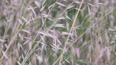 Avena fatua, vahşi yulaf olarak bilinen bir ot türüdür.