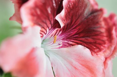 Güzel kırmızı sardunya çiçekleri ya da bahçedeki turna çiçekleri, bahar veya yaz aylarında açan süs bitkileri.