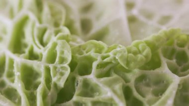 Yeşil lahana yaprağına su damlaları, kış sebzeleri 